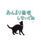 とても可愛らしい黒ネコ  猫実写（個別スタンプ：33）