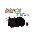 とても可愛らしい黒ネコ  猫実写（個別スタンプ：36）