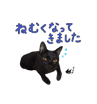 とても可愛らしい黒ネコ  猫実写（個別スタンプ：37）