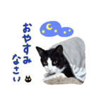 とても可愛らしい黒ネコ  猫実写（個別スタンプ：38）