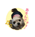 MIX犬 カルタ（個別スタンプ：10）