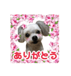 MIX犬 カルタ（個別スタンプ：11）