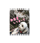 MIX犬 カルタ（個別スタンプ：12）