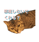 もんの猫スタンプ（個別スタンプ：8）