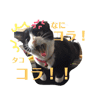 ゆっけとちゅぃ（個別スタンプ：5）