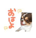 でぶチワワぽんた（個別スタンプ：1）