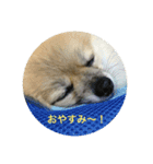 ノア スタンプ（個別スタンプ：1）