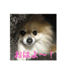 ノア スタンプ（個別スタンプ：2）