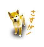 今日も柴犬といっしょ（個別スタンプ：6）