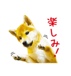 今日も柴犬といっしょ（個別スタンプ：9）