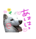 北海道犬 の凜ちゃん❁（個別スタンプ：2）