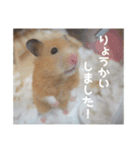 我が家のPちゃん（個別スタンプ：1）