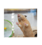 我が家のPちゃん（個別スタンプ：4）