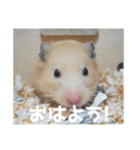 我が家のPちゃん（個別スタンプ：5）