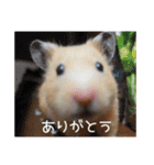 我が家のPちゃん（個別スタンプ：8）