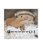 我が家のPちゃん（個別スタンプ：9）