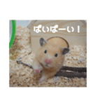 我が家のPちゃん（個別スタンプ：10）