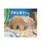 我が家のPちゃん（個別スタンプ：11）