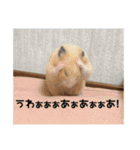 我が家のPちゃん（個別スタンプ：13）