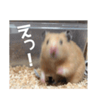 我が家のPちゃん（個別スタンプ：15）