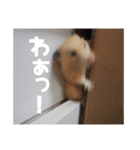 我が家のPちゃん（個別スタンプ：16）