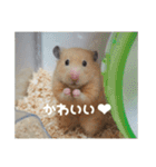 我が家のPちゃん（個別スタンプ：17）