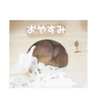 我が家のPちゃん（個別スタンプ：19）