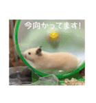 我が家のPちゃん（個別スタンプ：20）