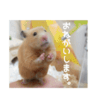 我が家のPちゃん（個別スタンプ：23）