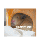 我が家のPちゃん（個別スタンプ：25）