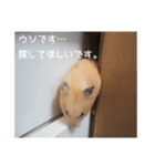 我が家のPちゃん（個別スタンプ：27）