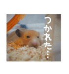 我が家のPちゃん（個別スタンプ：29）