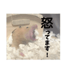 我が家のPちゃん（個別スタンプ：30）