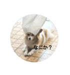 我が家のパピちゃん（個別スタンプ：1）
