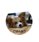 我が家のパピちゃん（個別スタンプ：3）