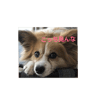 我が家のパピちゃん（個別スタンプ：6）
