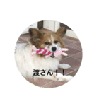 我が家のパピちゃん（個別スタンプ：11）