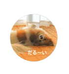 我が家のパピちゃん（個別スタンプ：13）
