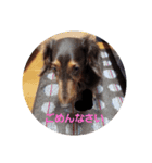 Love♡ダックス♡（個別スタンプ：2）