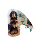 Love♡ダックス♡（個別スタンプ：6）