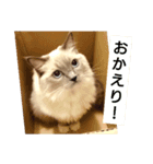 ラグドール ギャビー（個別スタンプ：1）