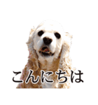 アメリカンコッカー"ティアラ"のスタンプ2（個別スタンプ：1）