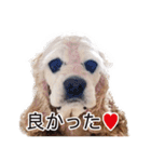 アメリカンコッカー"ティアラ"のスタンプ2（個別スタンプ：3）