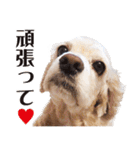 アメリカンコッカー"ティアラ"のスタンプ2（個別スタンプ：4）