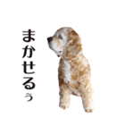 アメリカンコッカー"ティアラ"のスタンプ2（個別スタンプ：7）