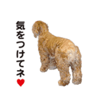 アメリカンコッカー"ティアラ"のスタンプ2（個別スタンプ：12）