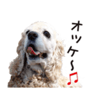 アメリカンコッカー"ティアラ"のスタンプ2（個別スタンプ：19）