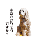 アメリカンコッカー"ティアラ"のスタンプ2（個別スタンプ：24）