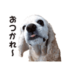 アメリカンコッカー"ティアラ"のスタンプ2（個別スタンプ：27）
