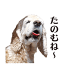 アメリカンコッカー"ティアラ"のスタンプ2（個別スタンプ：38）
